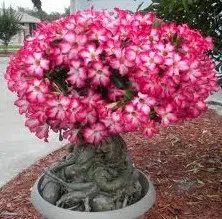 sementes de rosa do deserto sortida adenium 5 sementes 4183 e1495938160766