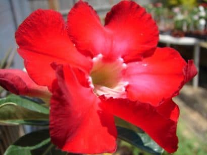 Comprar Sementes de Rosa do Deserto Sortida (Adenium): 5 Sementes