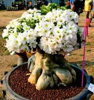 sementes de rosa do deserto sortida adenium 5 sementes 7287 e1495938117830