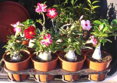 Comprar Sementes de Rosa do Deserto Sortida (Adenium): 5 Sementes