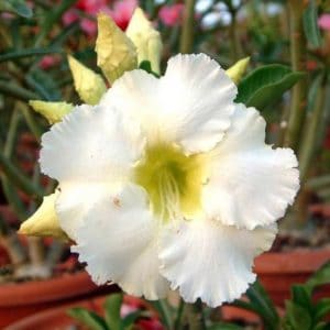 sementes de rosa do deserto sortida adenium 5 sementes 8832 e1495937798994