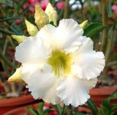 sementes de rosa do deserto sortida adenium 5 sementes 8832 e1495937798994