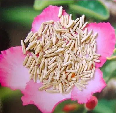 sementes de rosa do deserto sortida adenium 5 sementes 9008 e1495937914981