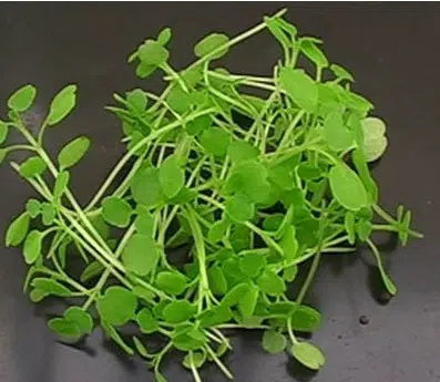 agriao da agua 50 sementes 9319 e1496856501569