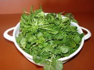 agriao da terra 50 sementes 6542 e1496856391716