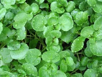 agriao da terra 50 sementes 9438 e1496856411671