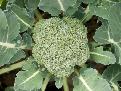 Brócolis: 50 Sementes