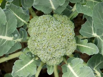 brocolis 50 sementes 7469 e1496856246472