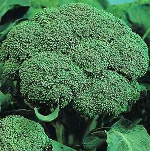 brocolis 50 sementes 7854 e1496856321697