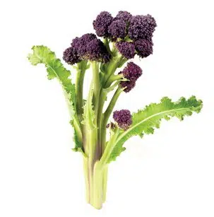 brocolis roxo 50 sementes 9276 e1496856130789