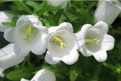 campanula dobrada sortida 20 sementes 1266 e1496873274180