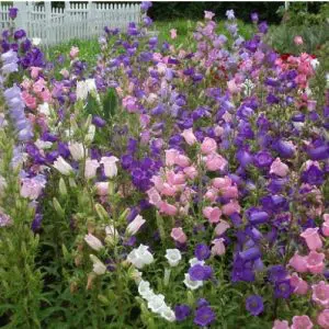 campanula dobrada sortida 20 sementes 8359 e1496873331706