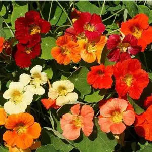 capuchinha alta sortida 20 sementes 4892 e1496872856993