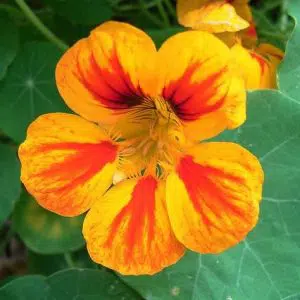 Capuchinha Alta Sortida: 20 Sementes