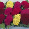 celosia cristata sortida 15 sementes 2115 e1496872620396