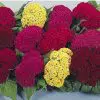 celosia cristata sortida 15 sementes 2115 e1496872620396