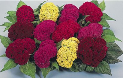 celosia cristata sortida 15 sementes 2115 e1496872620396