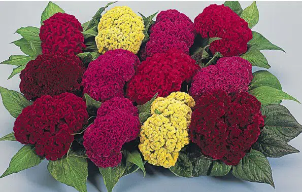 celosia cristata sortida 15 sementes 2115 e1496872620396