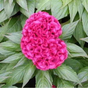 celosia cristata sortida 15 sementes 2519 e1496872694792