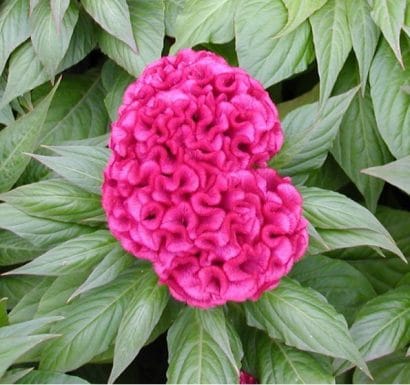 celosia cristata sortida 15 sementes 2519 e1496872694792