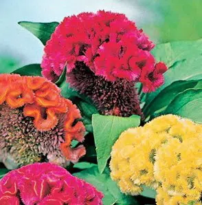 celosia cristata sortida 15 sementes 3403 e1496872734707