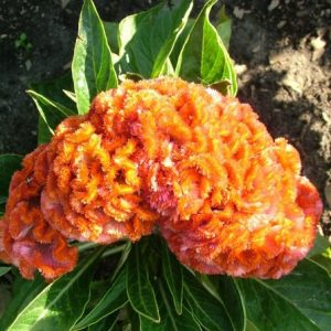 celosia cristata sortida 15 sementes 5111 e1496872781641