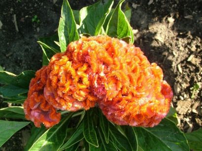 celosia cristata sortida 15 sementes 5111 e1496872781641