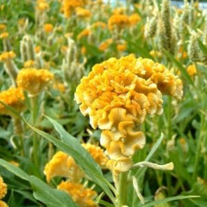 celosia cristata sortida 15 sementes 6107 e1496872715109