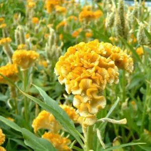 celosia cristata sortida 15 sementes 6107 e1496872715109