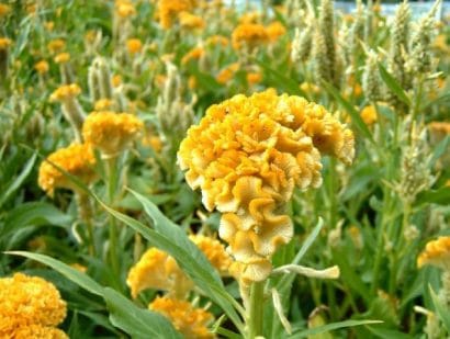 celosia cristata sortida 15 sementes 6107 e1496872715109