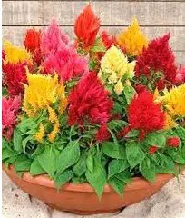 Celósia Plumosa Sortida: 15 Sementes