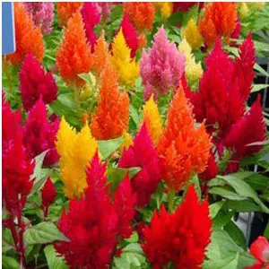 celosia plumosa sortida 15 sementes 0031 e1496872536624