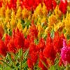 celosia plumosa sortida 15 sementes 0536 e1496872504627