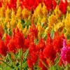 celosia plumosa sortida 15 sementes 0536 e1496872504627