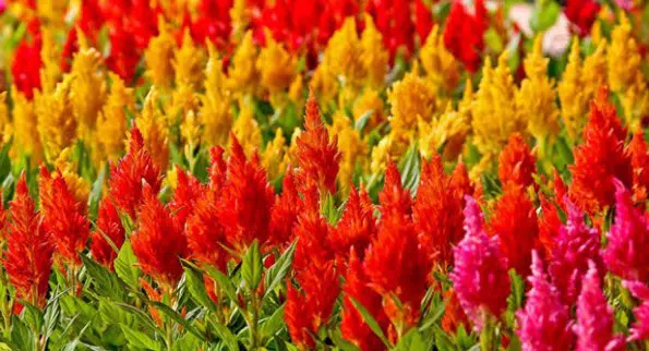 celosia plumosa sortida 15 sementes 0536 e1496872504627