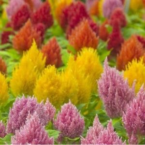 celosia plumosa sortida 15 sementes 1727 e1496872561884