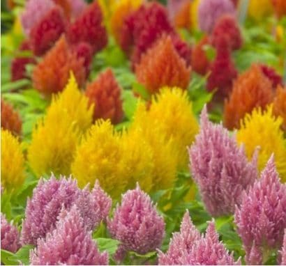 celosia plumosa sortida 15 sementes 1727 e1496872561884