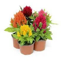 celosia plumosa sortida 15 sementes 2743 e1496872457358