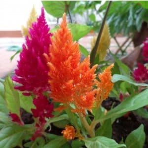 celosia plumosa sortida 15 sementes 7048 e1496872428942