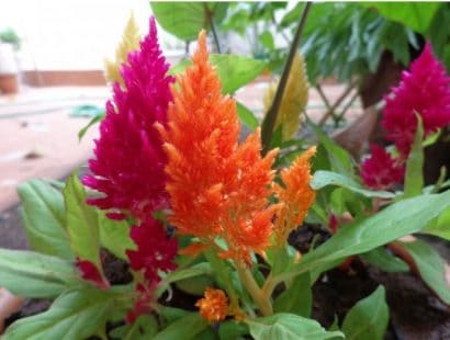 celosia plumosa sortida 15 sementes 7048 e1496872428942