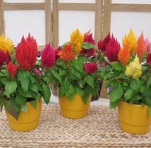 celosia plumosa sortida 15 sementes 9240 e1496872485122