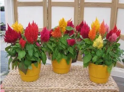 celosia plumosa sortida 15 sementes 9240 e1496872485122