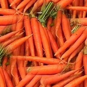 Cenoura Comprida: 50 Sementes