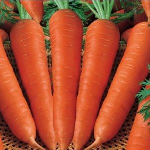 Cenoura Grande: 50 Sementes