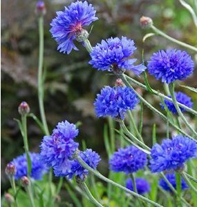 centaurea azul 20 sementes 1759 e1496872318989