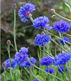 centaurea azul 20 sementes 1759 e1496872318989