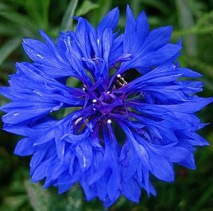 centaurea azul 20 sementes 2155 e1496872356844
