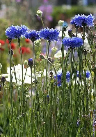 centaurea azul 20 sementes 2362 e1496872295520