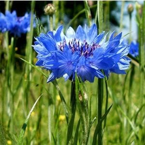 centaurea azul 20 sementes 2966 e1496872255450