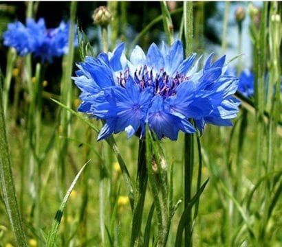 centaurea azul 20 sementes 2966 e1496872255450